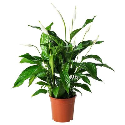 Spathiphyllum 40-45 CM Plant | Fresh/ Live Plants